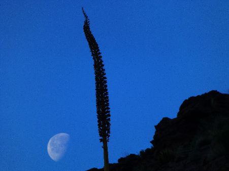 Agave and moon - Day 4